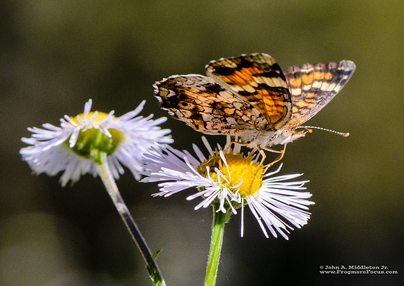 Phaon Crescent on Erigeron sp.
