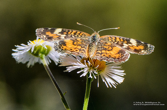 Phaon Crescent on Erigeron sp.