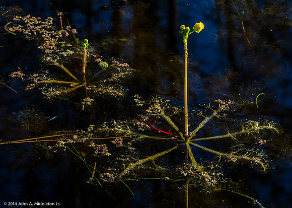 Bladderwort