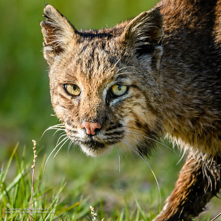 Bobcat's Stare