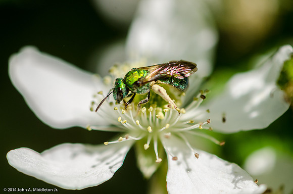 Metallic Green Bee on Blackberry