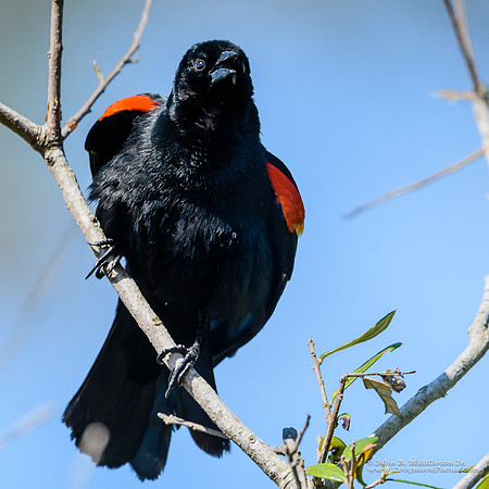 Redwing Blackbird Sings