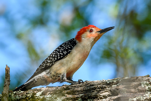 Red-bellied Woodpecker (male)