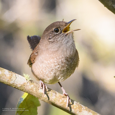 House Wren Fussing