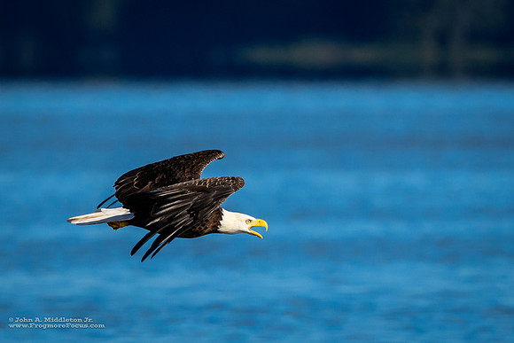 Screaming Eagle