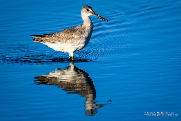 Willet Reflections