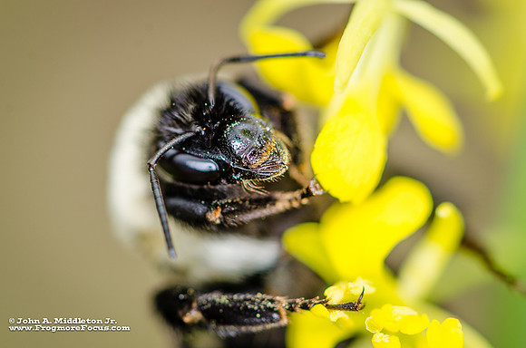 Bumblebee on Mustards