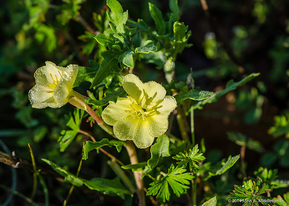 Evening Primrose