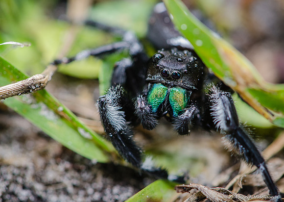 Bold Jumping Spider