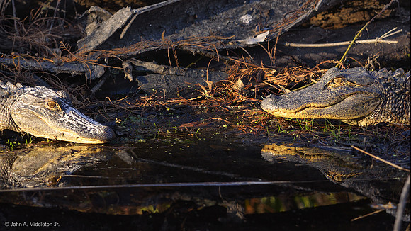 Two Gators Basking