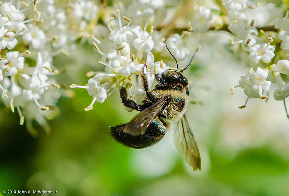 Bumblebee on Ligustrum