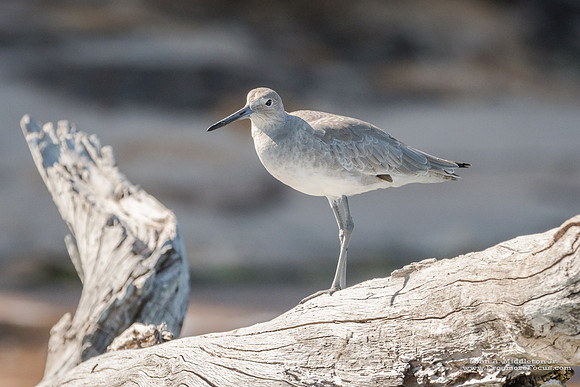 Willet On A Log