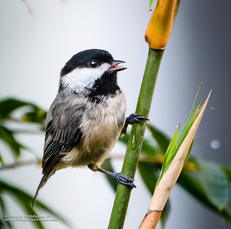 Carolina Chickadee