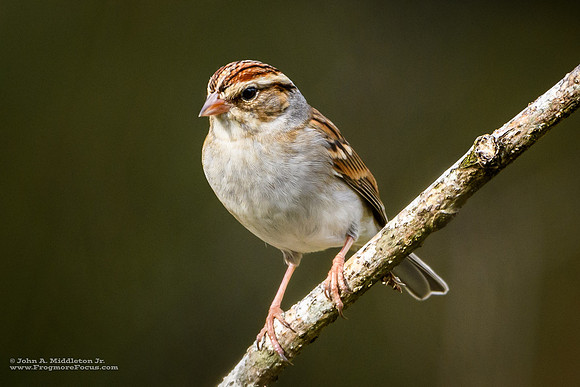 Chipping Sparrow