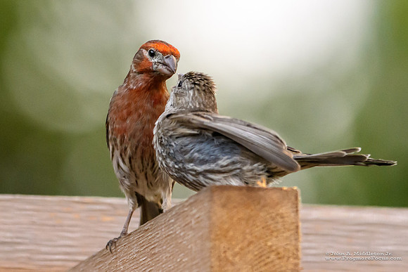 House Finch w Fledgling