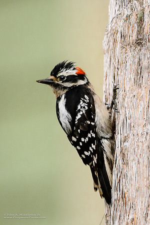 Downy Woodpecker