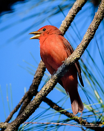 Summer Tanager Singing