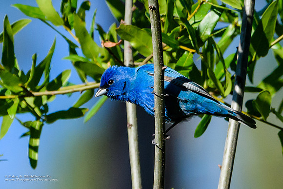 Indigo Bunting