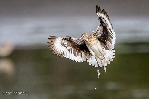 Willet Liftoff