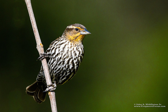 Red-winged Blackbird (female)