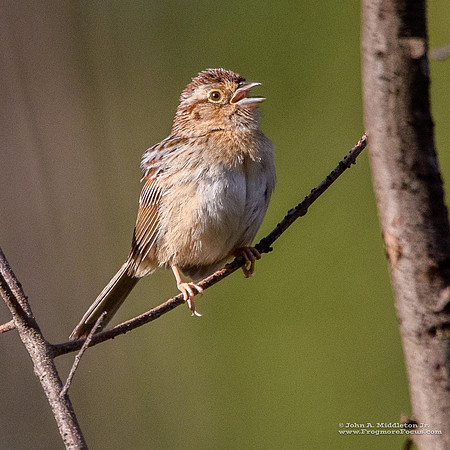 Bachman's Sparrow Singing