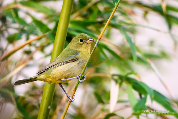 Painted Bunting (female)