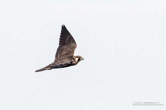 Peregrine Falcon (first year)