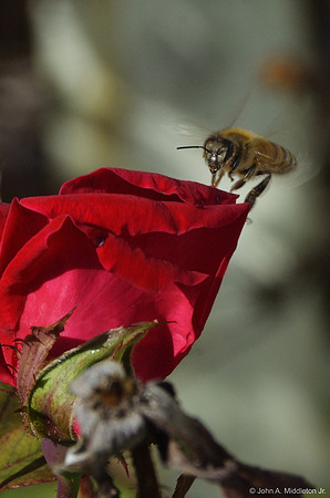 Bee Landing on Rose