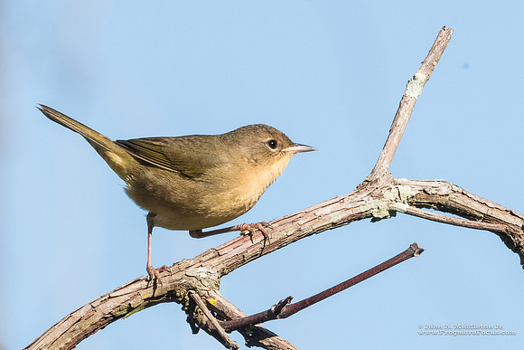 Common Yellowthroat