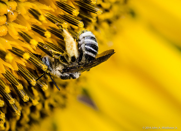 Native Bee on Sunflower