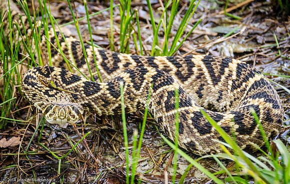 Diamondback Staredown