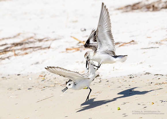 Sanderling Aggresssion
