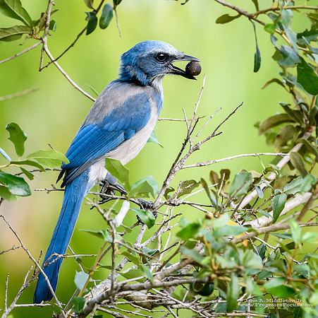 Florida Scrub Jay with Food