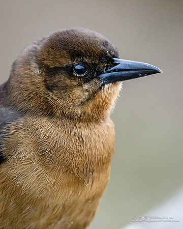 BTGR Female Portrait