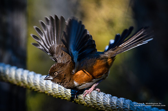 Towhee Liftoff