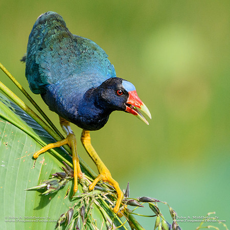 Purple Gallinule Enjoying Fireflag