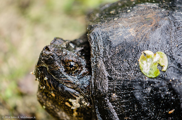 Common Snapping Turtle