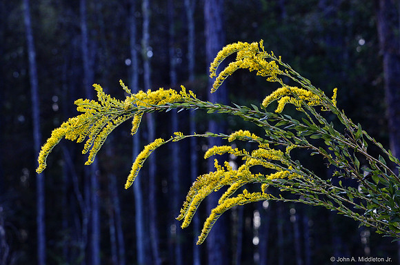 Goldenrod in bloom.