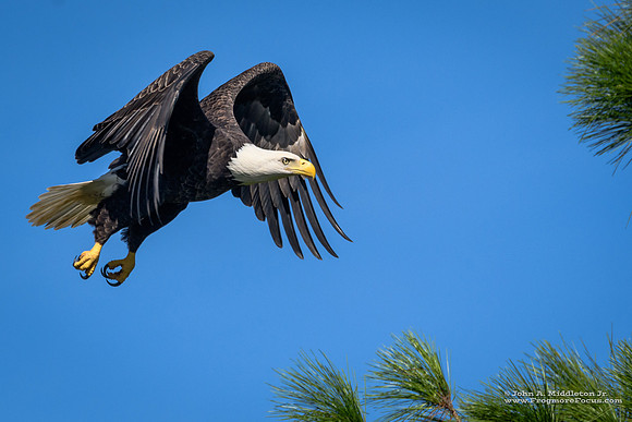 Bald Eagle on Approach