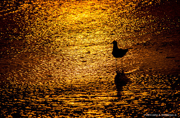 Gull at Sunrise