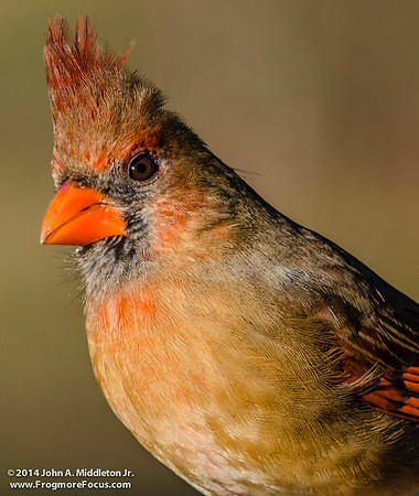 Northern Cardinal (female)