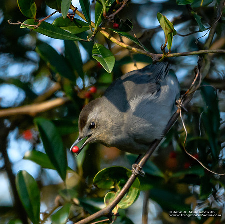 Catbird with Dahoon