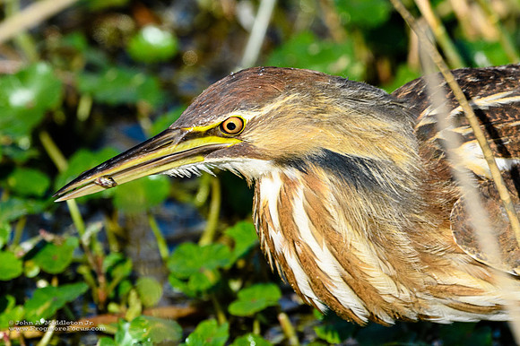 Bittern with Minnow