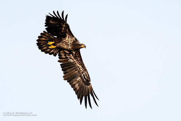 Immature Bald Eagle