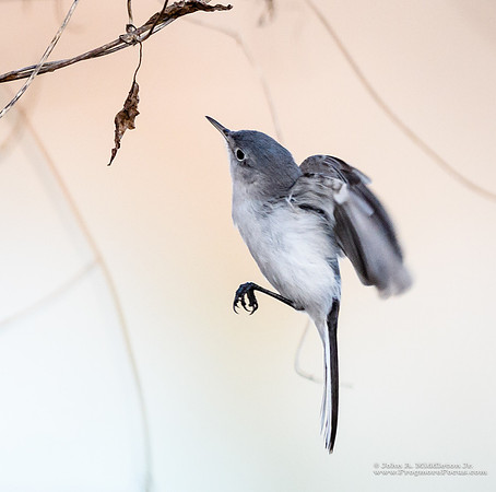 Gnatcatcher in Flight