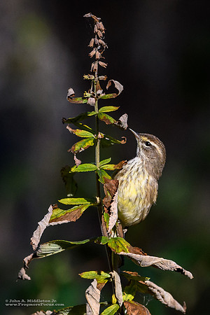 Palm Warbler