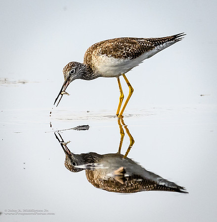 Reflections on a Successful Hunt