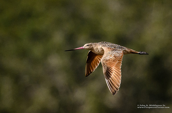 Marbled Godwit