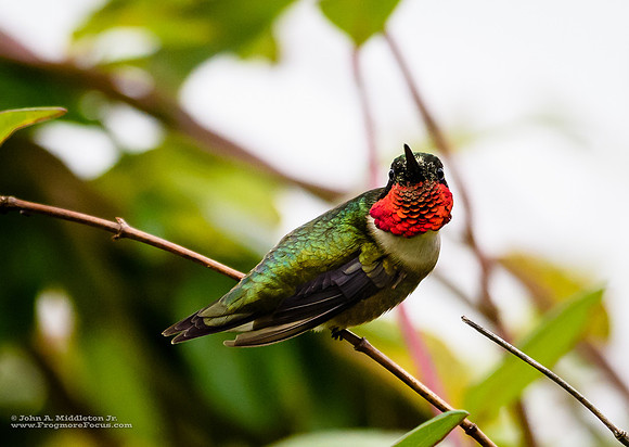 Ruby-throated Stare