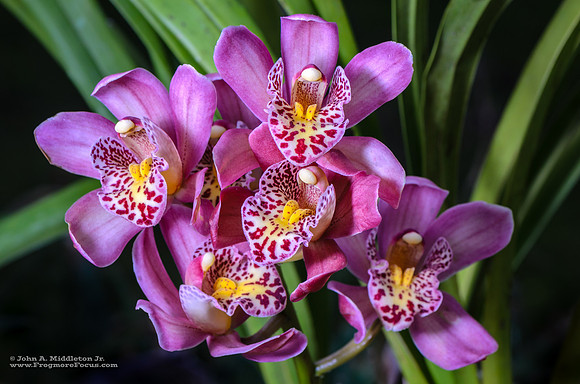Cymbidium NOID
